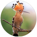 huppe fasciée nature préservée photo d'oiseau rare libre de droits https://www.istockphoto.com/fr image manquante huppe_faciee.png