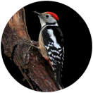 pique mar nature préservée photo d'oiseau rare libre de droits image manquante pique_mar.png