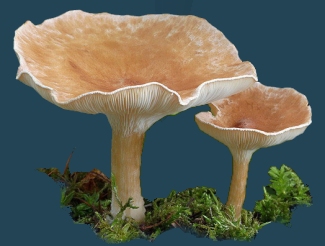 illustration10